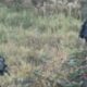 MASOVNA AKCIJA POLICIJE U SARAJEVU: Snimak hapšenja Admira Arnautovića Šmrka i još četvorice iz akcije 'Catering' (VIDEO) – akcija Catering u Sarajevu