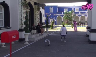 NEVIĐENI OBRT U BELOJ KUĆI: Robot Toša i pas Fifi ušetali među zadrugare, svi se pitaju šta sledi (VIDEO) – robot Toša i pas Fifi u Eliti