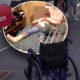 PREOKRET U ELITI: Invalidska kolica za Filipa Cara stigla u Belu kuću, troje zadrugara dobilo važan zadatak (VIDEO)