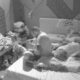 NE MOGU DA SE OBUZDAJU: Aneli i Car ponovo u akciji ispod pokrivača, zadrugari ostali bez reči (VIDEO) – maženje Aneli i Cara