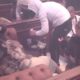 SVE SE OKRENULO U ELITI: Laura i Đukić bez ustručavanja razmenjuju nežnosti pred Biljanom, a njena reakcija iznenadila sve (VIDEO) – razmena nežnosti u Eliti
