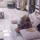 PONIŽENJE U BELOJ KUĆI: Biljana Čavlin rasplakana zbog Malog Velje, podrška stigla u ključnom trenutku (VIDEO)